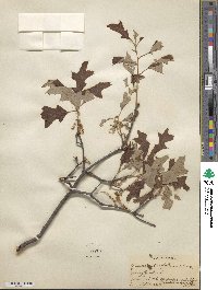 Quercus ilicifolia image