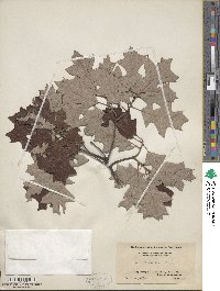 Quercus ilicifolia image