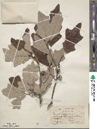 Quercus ilicifolia image