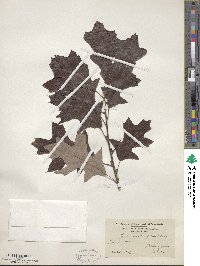 Quercus ilicifolia image