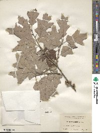 Quercus ilicifolia image