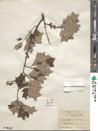 Quercus ilicifolia image