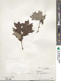 Quercus ilicifolia image