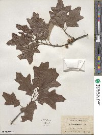 Quercus ilicifolia image