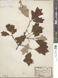 Quercus ilicifolia image