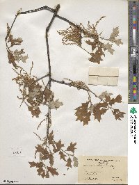 Quercus ilicifolia image