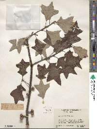 Quercus ilicifolia image