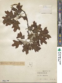 Quercus ilicifolia image