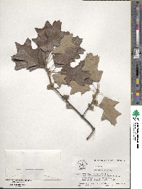 Quercus ilicifolia image