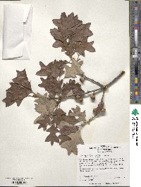 Quercus ilicifolia image