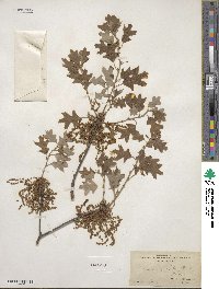 Quercus ilicifolia image