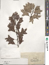 Quercus ilicifolia image