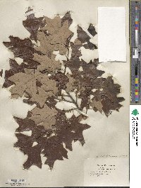 Quercus ilicifolia image