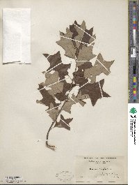 Quercus ilicifolia image