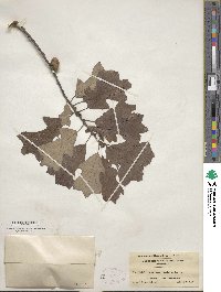 Quercus ilicifolia image