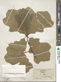 Quercus ilicifolia image