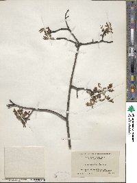 Quercus ilicifolia image