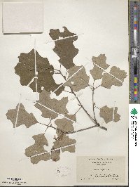 Quercus ilicifolia image