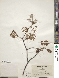 Quercus ilicifolia image