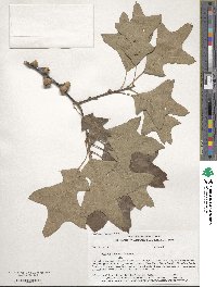 Quercus ilicifolia image