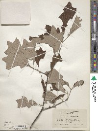 Quercus ilicifolia image