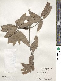 Quercus ilicifolia image