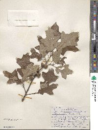 Quercus ilicifolia image