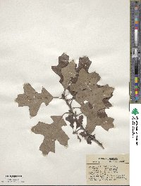 Quercus ilicifolia image