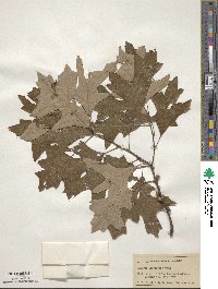 Quercus ilicifolia image