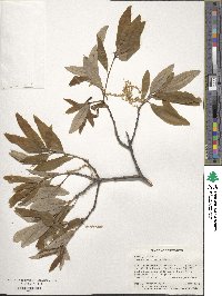 Quercus imbricaria image