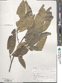 Quercus imbricaria image