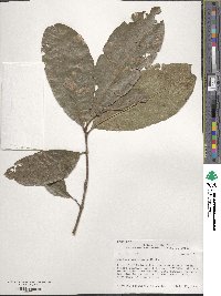 Quercus imbricaria image