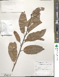 Quercus imbricaria image