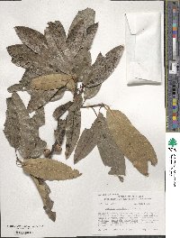 Quercus imbricaria image