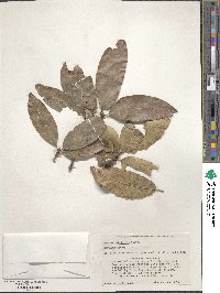 Quercus imbricaria image