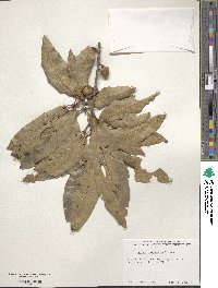 Quercus imbricaria image