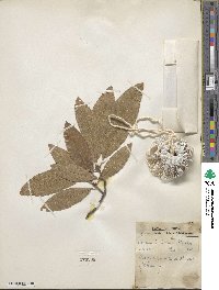 Quercus imbricaria image