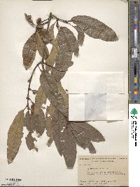 Quercus imbricaria image