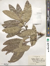 Quercus imbricaria image