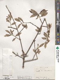 Quercus imbricaria image