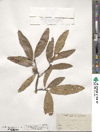 Quercus imbricaria image