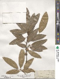 Quercus imbricaria image