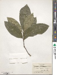 Quercus imbricaria image