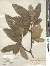 Quercus imbricaria image