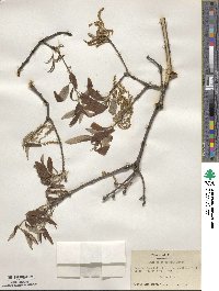 Quercus imbricaria image