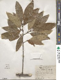 Quercus imbricaria image