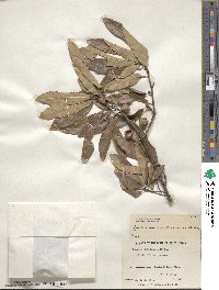 Quercus imbricaria image