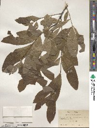 Quercus imbricaria image