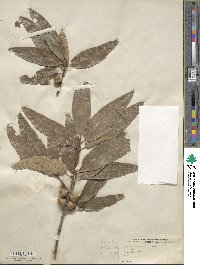 Quercus imbricaria image