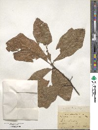 Quercus imbricaria image